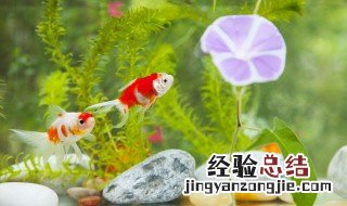 如何饲养暹罗斗鱼 泰国斗鱼饲养注意事项
