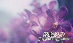 什么兰花最香 什么兰花最香最持久