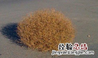 风滚草在中国的名字 风滚草在中国叫什么草