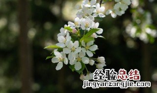 海棠花应该怎么养 海棠花应该怎么养护和管理