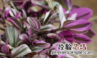 婚礼油画花卉冬季怎么养 婚礼油画夏天怎么养