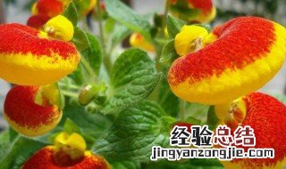 冬季怎么养殖荷包花 冬天怎么养荷花