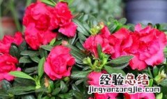 春天有杜鹃花吗 春天杜鹃花会怎么样