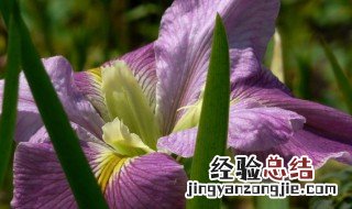 花菖蒲叶子发蔫怎么办呢 花菖蒲叶子发蔫怎么办