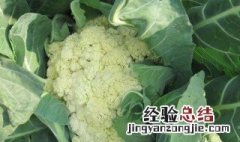 菜花的养殖方法 菜花养殖技术