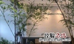 家中养竹子禁忌有哪些家里养竹子风水好吗 家中养竹子的禁忌及风水好不好