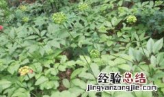 种什么药材好 树下适合种什么药材好