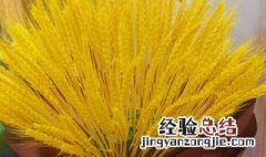 什么干花招财哪些干花寓意好 什么干花招财聚财