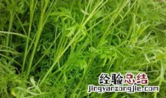 种植泥蒿的技术和方法 泥蒿种植方法和时间