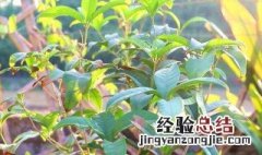 桂花如何繁殖和栽培 桂花如何繁殖和栽培图片