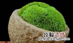 外面挖的青苔怎么养 野外挖的青苔怎么处理