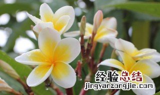 鸡蛋花象征着什么代表哪些含义 鸡蛋花代表什么花语