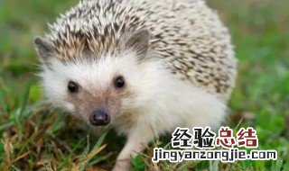 农村山上有什么野生动物 农村山上有什么野生动物可以养