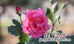 月季花是用什么繁殖 月季花是用什么繁殖后代的