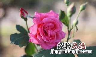 月季花是用什么繁殖 月季花是用什么繁殖后代的