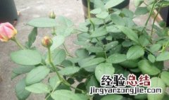 月季花怎样缓苗最快 月季花怎样缓苗