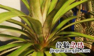 菠萝是怎么种植的 吃剩下的菠萝头怎么种植