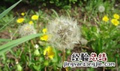 蒲公英洗脸怎么洗好 蒲公英洗脸怎么洗