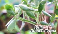 玉树花怎么养 玉树花怎么养才能养好