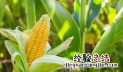 玉米秸秆利用哪个项目好 玉米秸秆有什么用途寻求合作