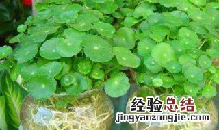 铜钱草如何土培改水培 土培铜钱草改水培怎么养