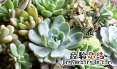 多肉植物怎么养才又大又肥 多肉怎么养得又大又肥