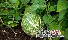 露天南瓜高产栽培技术 南瓜家常种植方法分享