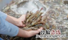 活虾怎么样储存才可以保鲜 如何保存鲜活虾