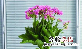 长寿花应该怎么浇水 长寿花的浇水方法是什么