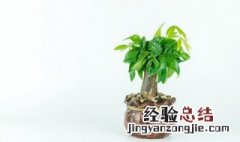 绿色植物怎么养 绿色植物怎么养才长得好