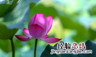 睡莲怎么养才能常年开花 睡莲怎样养可以养久一点