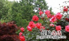 月季不打农药除害虫方法 月季花期可以打防虫的农药吗