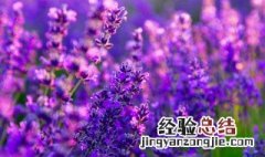 干花发霉了 干花发霉还能要吗