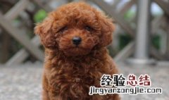 写给离世爱犬的话 写给离世爱犬的话列述