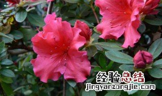 栀子花是杜鹃花吗 杜鹃花和栀子花长什么样