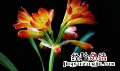 君子兰开花时能浇水吗 君子兰开花可以浇水吗?