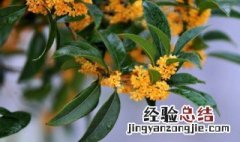 桂花开花时能浇水吗 桂花要开花了怎样浇水施肥?