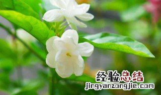 茉莉花怎么养养殖方法和注意事项有哪些 有关茉莉花的养护和禁忌