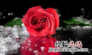 玫瑰花怎么养护 玫瑰花怎么养护及注意事项