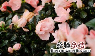 杜鹃花的养法及注意事项介绍 野生杜鹃花的养殖方法和注意事项