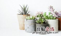 春季多肉植物怎么样 春季多肉植物怎么样养护