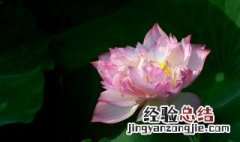 水芙蓉花怎么养最好 水芙蓉花的养殖方法和注意事项