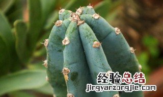 家养盆栽量天尺的养殖方法和注意事项有哪些 关于盆栽量天尺的养殖方法介绍