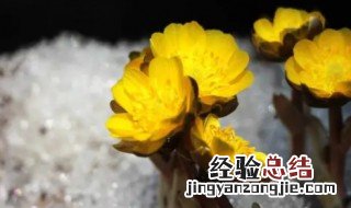 冰凌花是什么样子的花 冰凌花是一种什么花