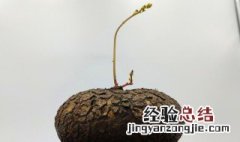 红藤山乌龟的种植方法 红藤山乌龟的种植方法视频