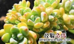 多肉劳尔的养殖方法和注意事项 多肉劳尔植物养殖方法