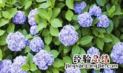 八仙花的养殖方法与注意事项 八仙花的养殖方法与注意事项视频