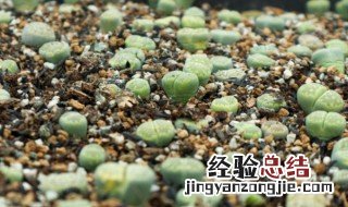 生石花是怎么繁殖的 生石花是怎样繁殖的