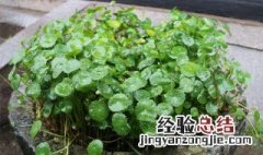 水养金钱草怎么养 水养金钱草怎么养才能开花