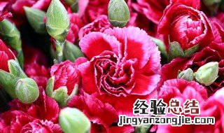 红色康乃馨花束 红康乃馨的花语和寓意